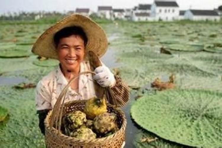 芡实怎样种植才高产