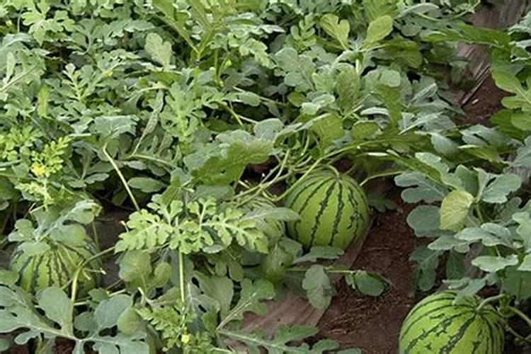 西瓜结果时需要施什么肥料