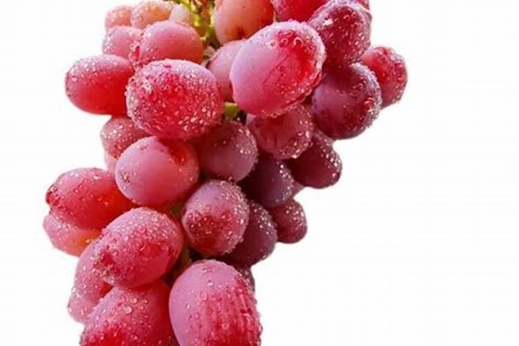 葡萄成熟期追多少肥