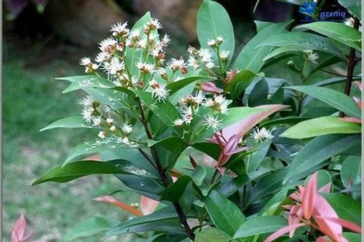 溴氰菊酯4毫升可以跟叶面肥一起用吗？