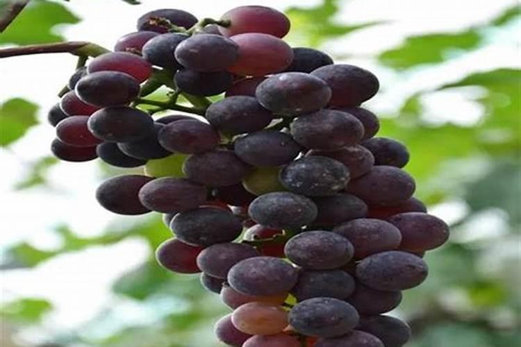 葡萄硼肥什么时候打最好？开花前？还是花期打？