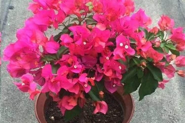 三角梅春天怎么施肥？