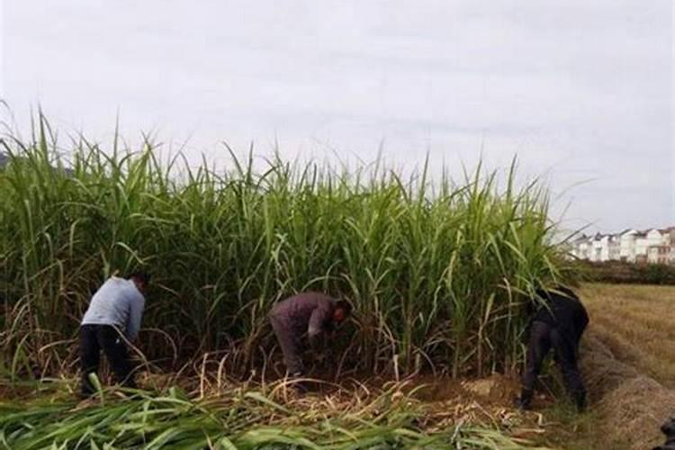 让甘蔗不倒用什么肥料或药