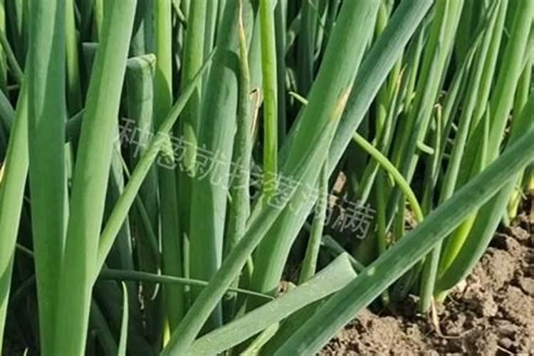 钙肥对蔬菜品质有什么改善作用