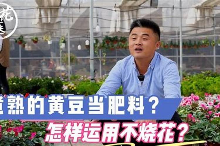 煮熟的黄豆怎么发酵做肥料