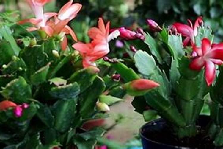 肥水膏EM菌小球藻能一起用吗？