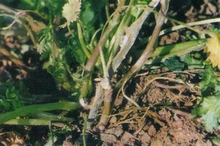 腐植酸钠在水产养殖中的用法
