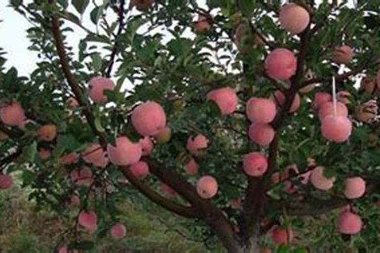 梨树为什么不适合使用氯化肥？