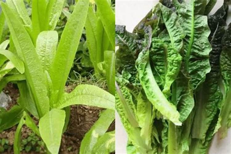 油麦菜叶子发黄的原因 油菜叶子发黄是什么原因
