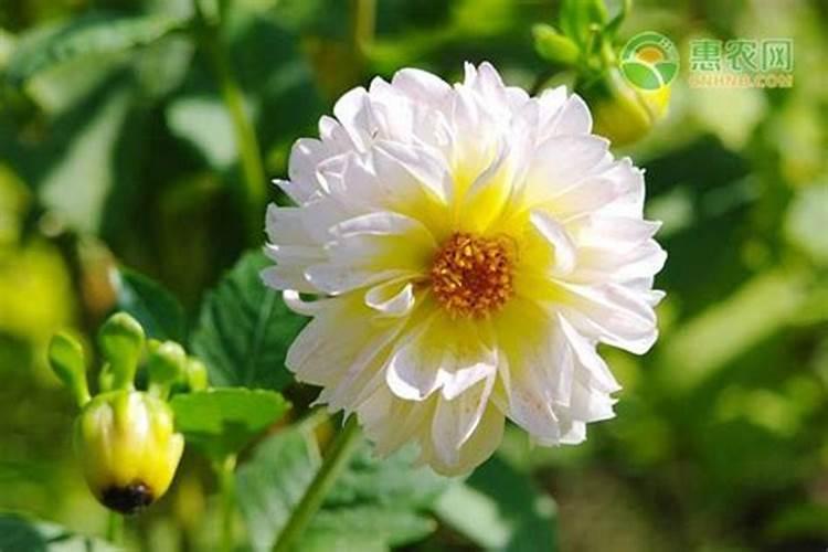 大丽花开花后怎么处理