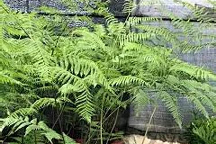 金丝猴蕨的种植方法和注意事项是什么？