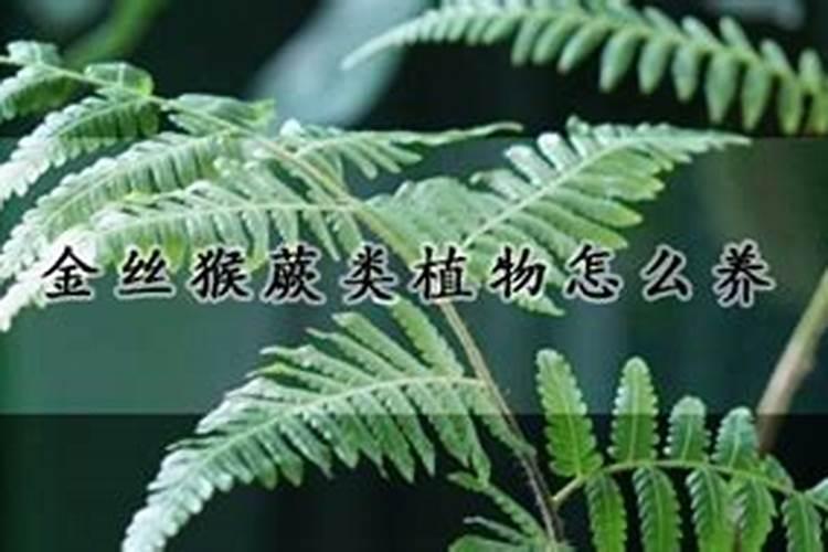 养金丝猴蕨犯法吗