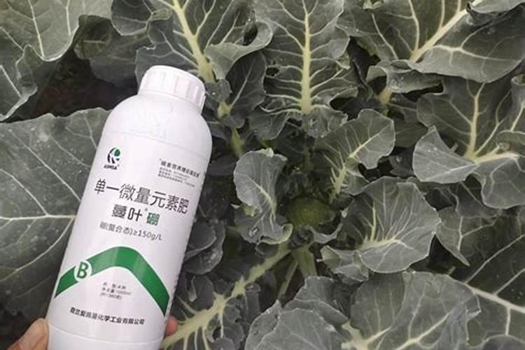 黄瓜冲施什么牌子水溶肥好