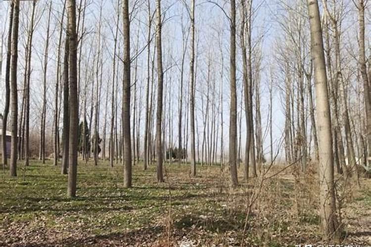 油茶开花时期应该喷何种叶面肥？