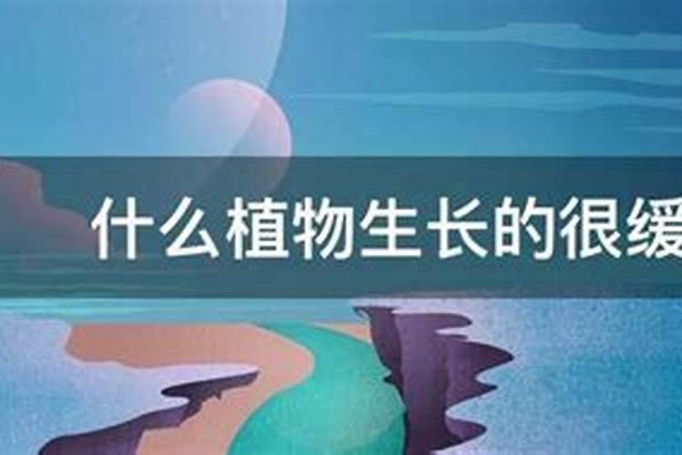 什么肥料可以让植物快速生长？