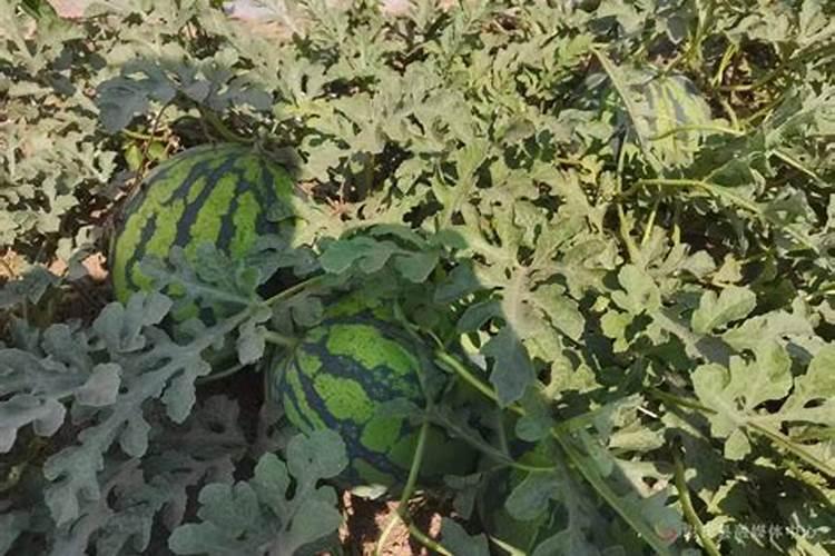 西瓜膨大期应该用什么肥料 怎样做好养护管理