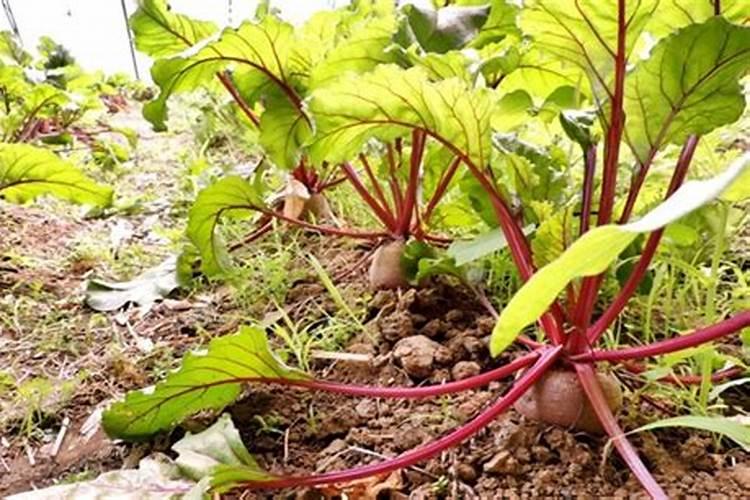 红叶甜菜基肥怎么施好,各种肥料用量多少？
