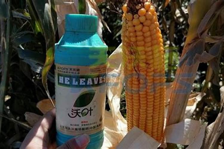 玉米苗期可以喷叶面肥吗？