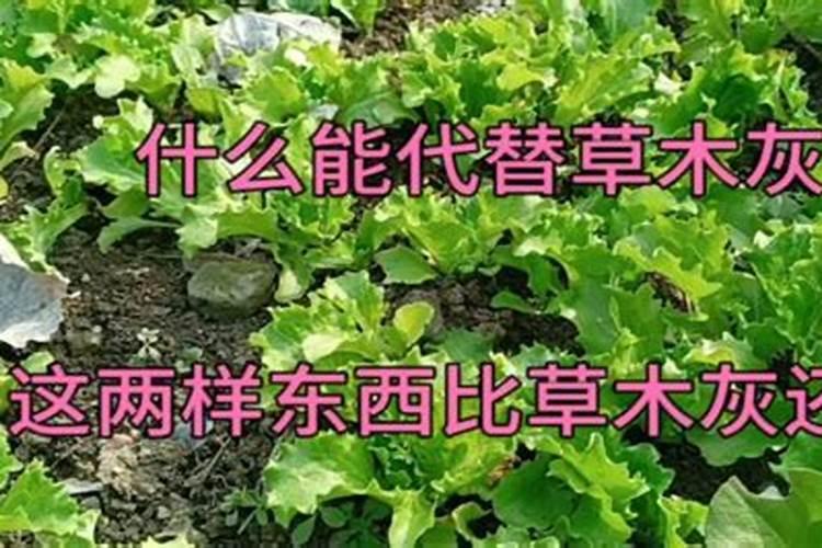 煤灰能当土壤种植吗 煤灰能代替草木灰吗