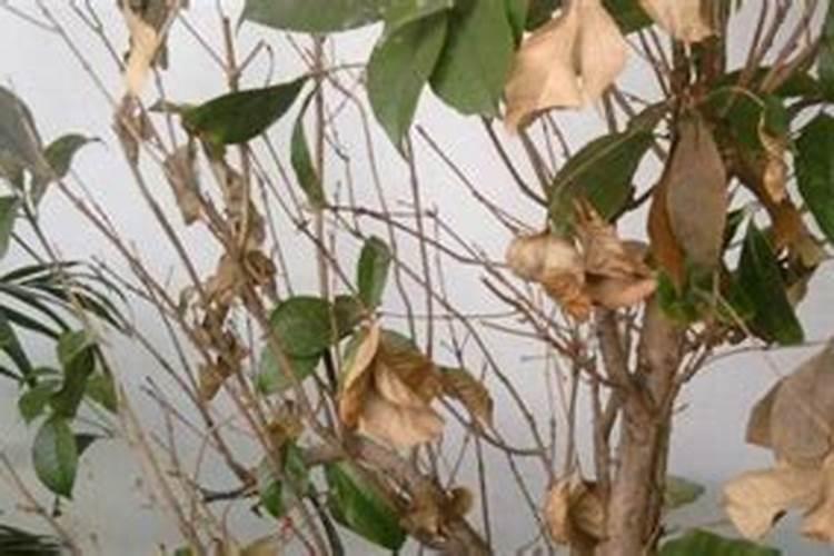 花椒树在什么阶段可以喷施叶面肥？应该注意些什么？