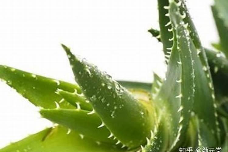 芦荟植物怎么养肥料(芦荟植物怎么养肥料？揭秘芦荟养护与施肥技巧...