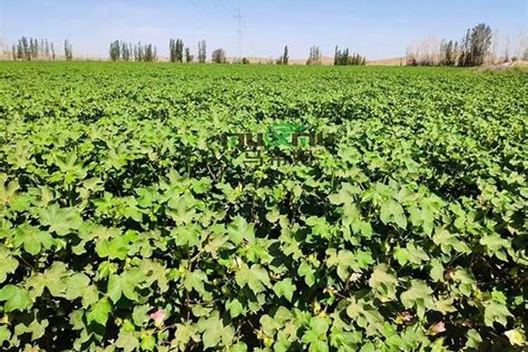 新疆棉花最后一片施肥应该在什么时候结束？时间。