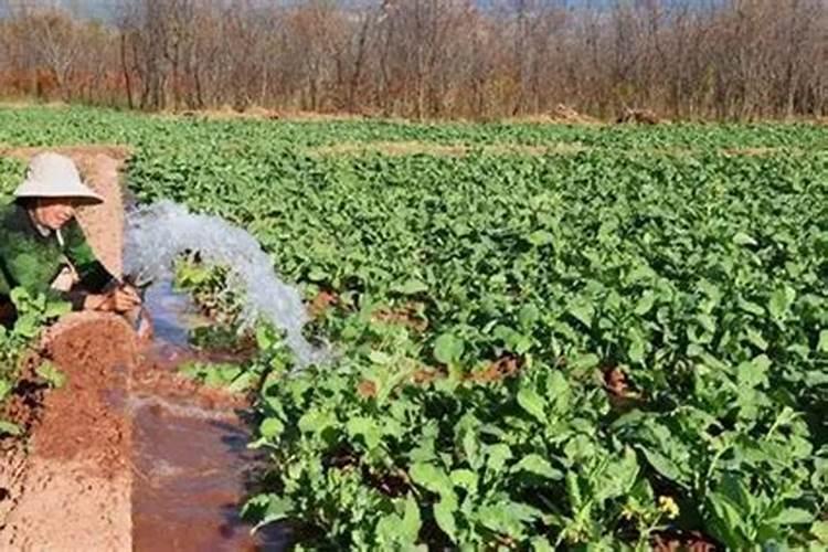 种油菜籽用什么肥料
