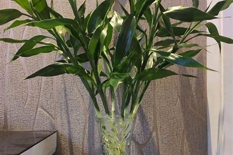 水养富贵竹用什么肥