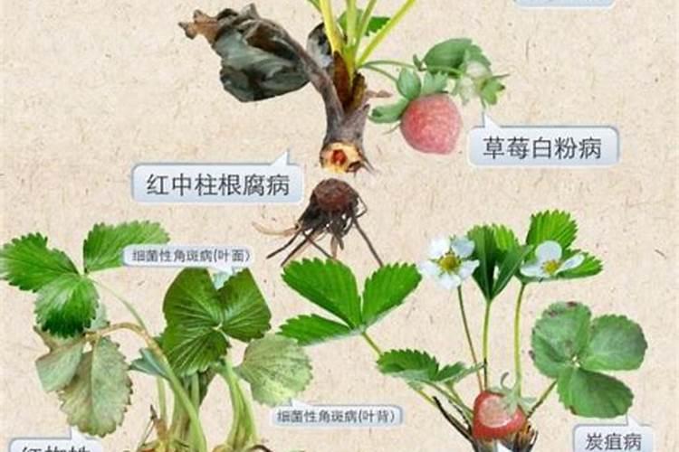 草莓长花苞怎么养护挂果多