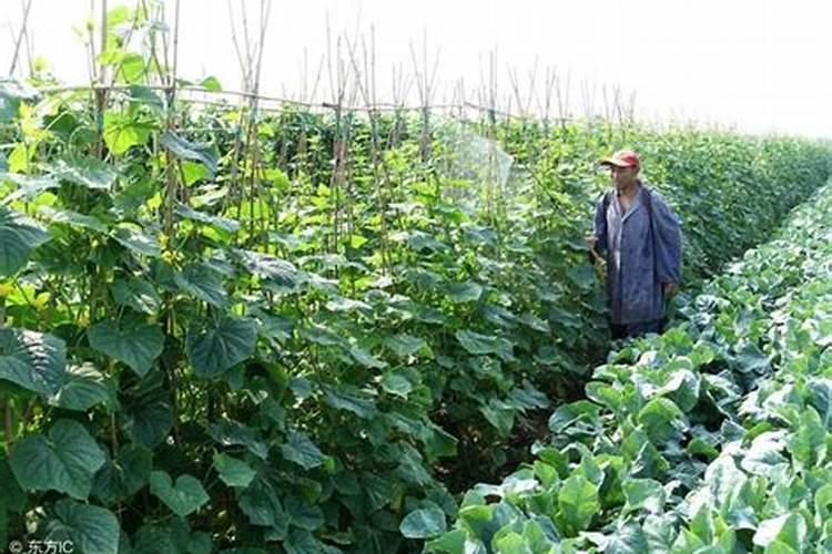 花生用什么叶面肥好 附种植方法