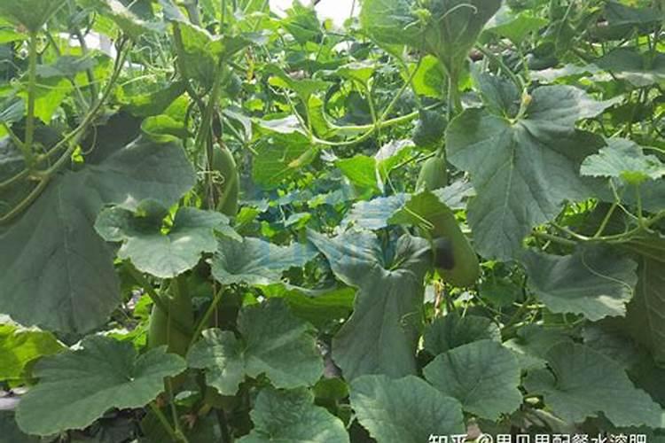 国内比较好水溶肥厂家有哪些
