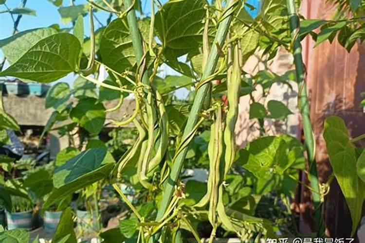 高硫氮肥适合什么作物芸豆豆角茄子可以用吗？
