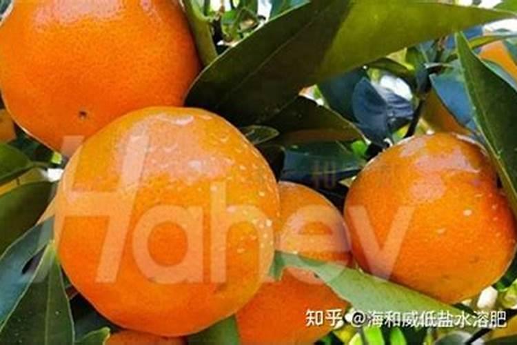 春季柑橘琳树发芽前可以喷施硼肥吗？