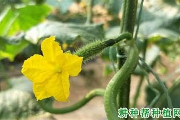 黄瓜蘸花药能配硼肥吗