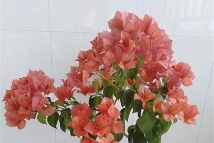 香葱怎么种植容易发芽