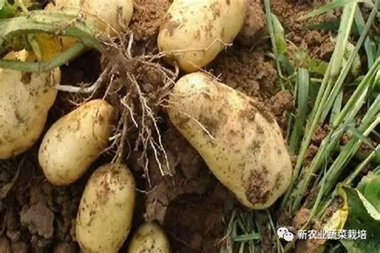 老师你好,土豆缺磷是什么症状？如何控制这个问题？
