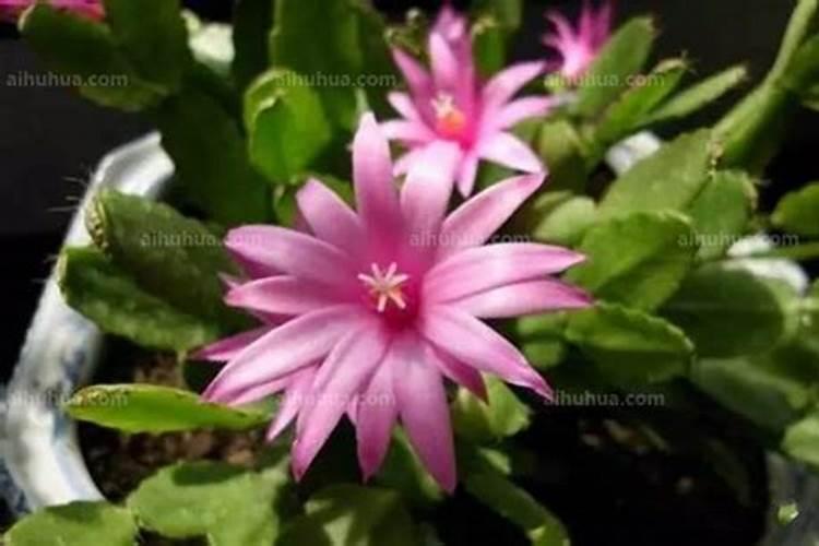兰草促花的最佳方法(施什么肥促根促芽又促进兰花开花)