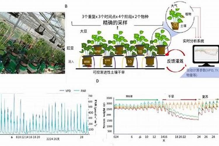 葡萄种植的科学行距和株距是多少米