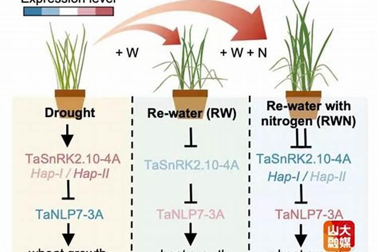 肺研究是肥深度如何调节干旱条件下小麦的光合效率