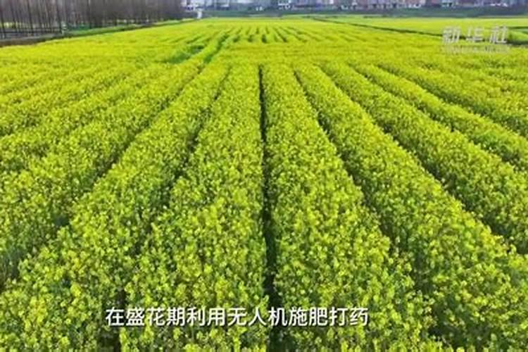 种植油菜为什么要施硼肥油菜啥时候施硼肥好