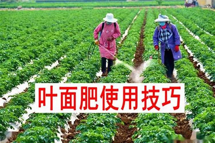 万物阳光叶面肥多少钱包