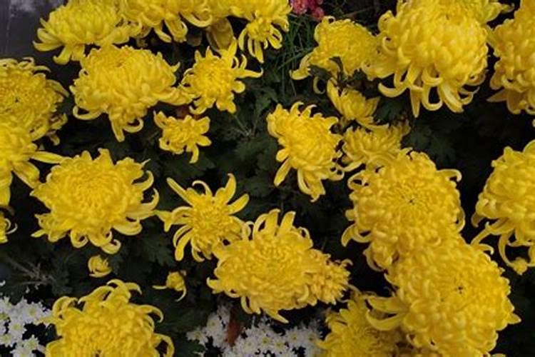 我家木菊花现在开花怎么施肥