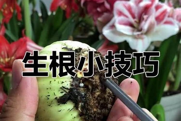 真柏种植技术方法