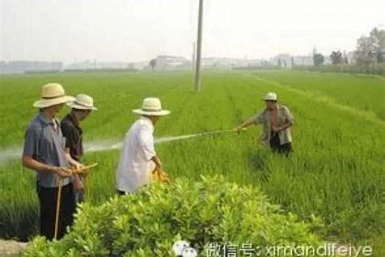 硼肥,钼肥和磷酸二氢钾能混合在一起喷施吗？