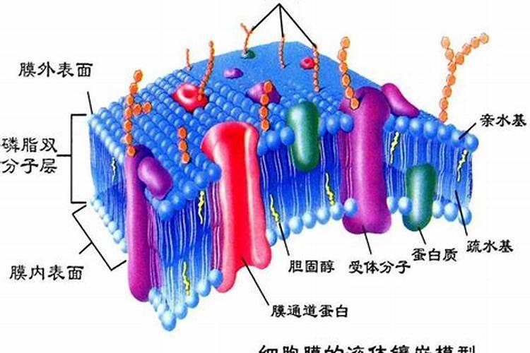 糖蛋白与蛋白聚糖的区别
