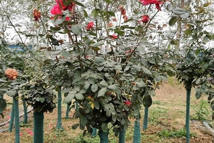 月季花冬季如何施肥效果最好,可以用水溶肥吗？