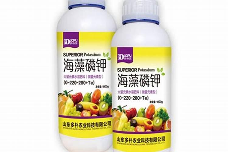 生姜高产栽培技术措施 生姜怎么播种好