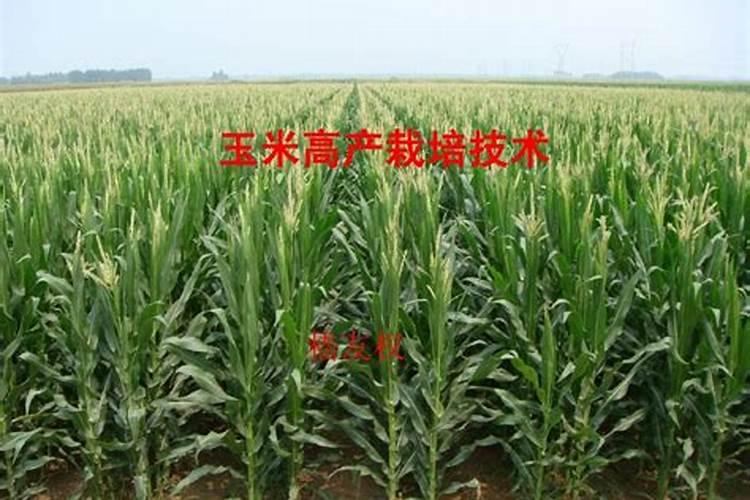 糯玉米什么时候播种