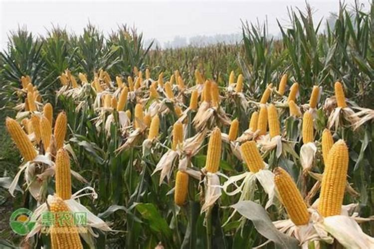 玉米钻心虫用什么药最好