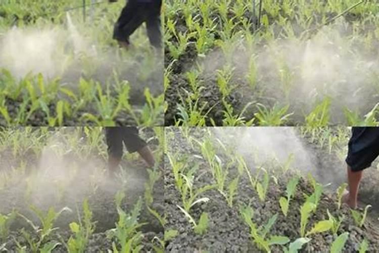 油菜什么时候施硼肥最好